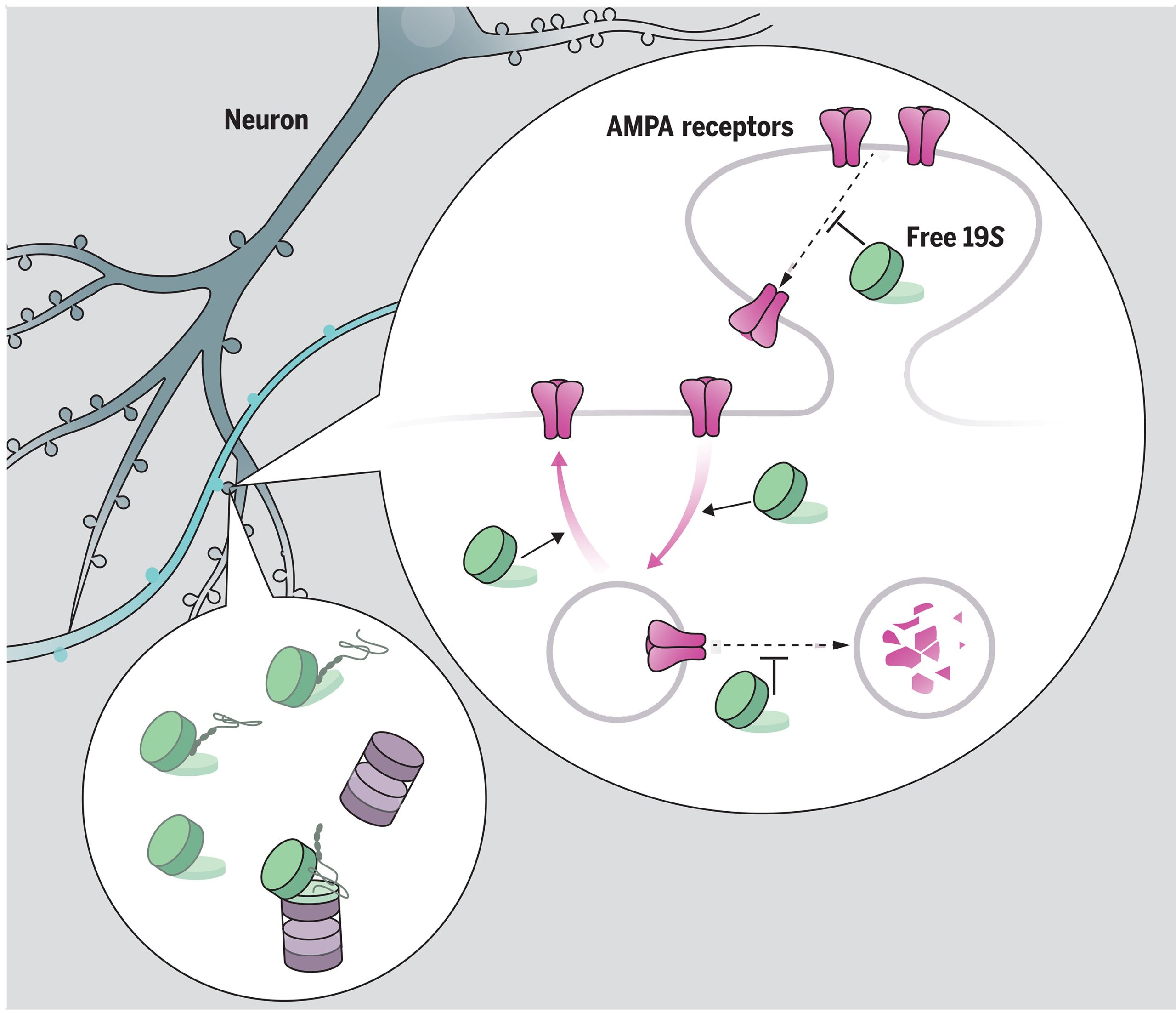 فراوانی ذرات پروتئازوم تنظیم کننده آزاد (19S) سیناپس های عصبی را تنظیم می کند.